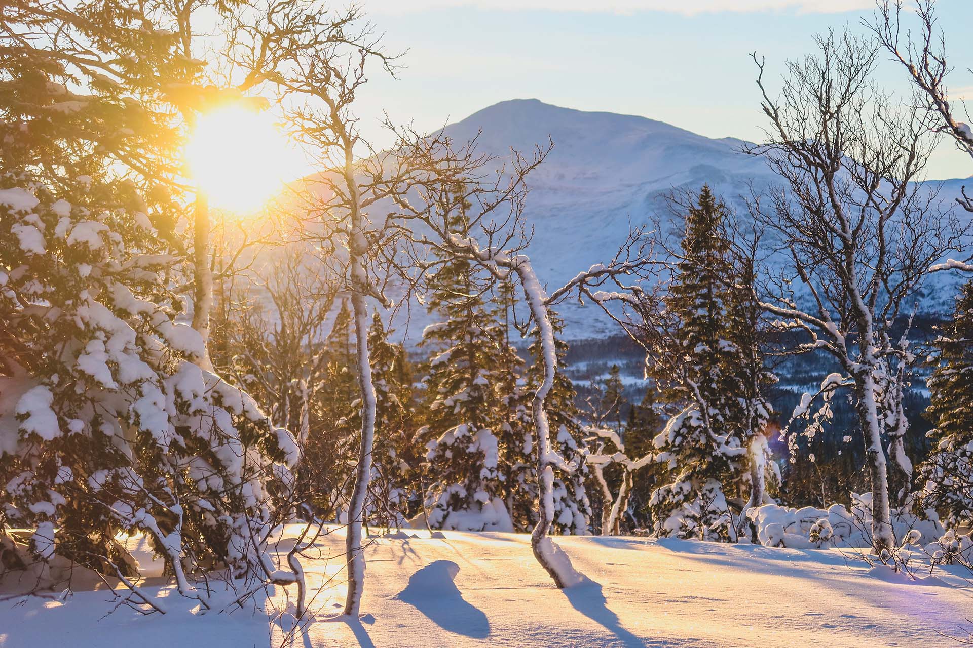 storlien_fjallbjork