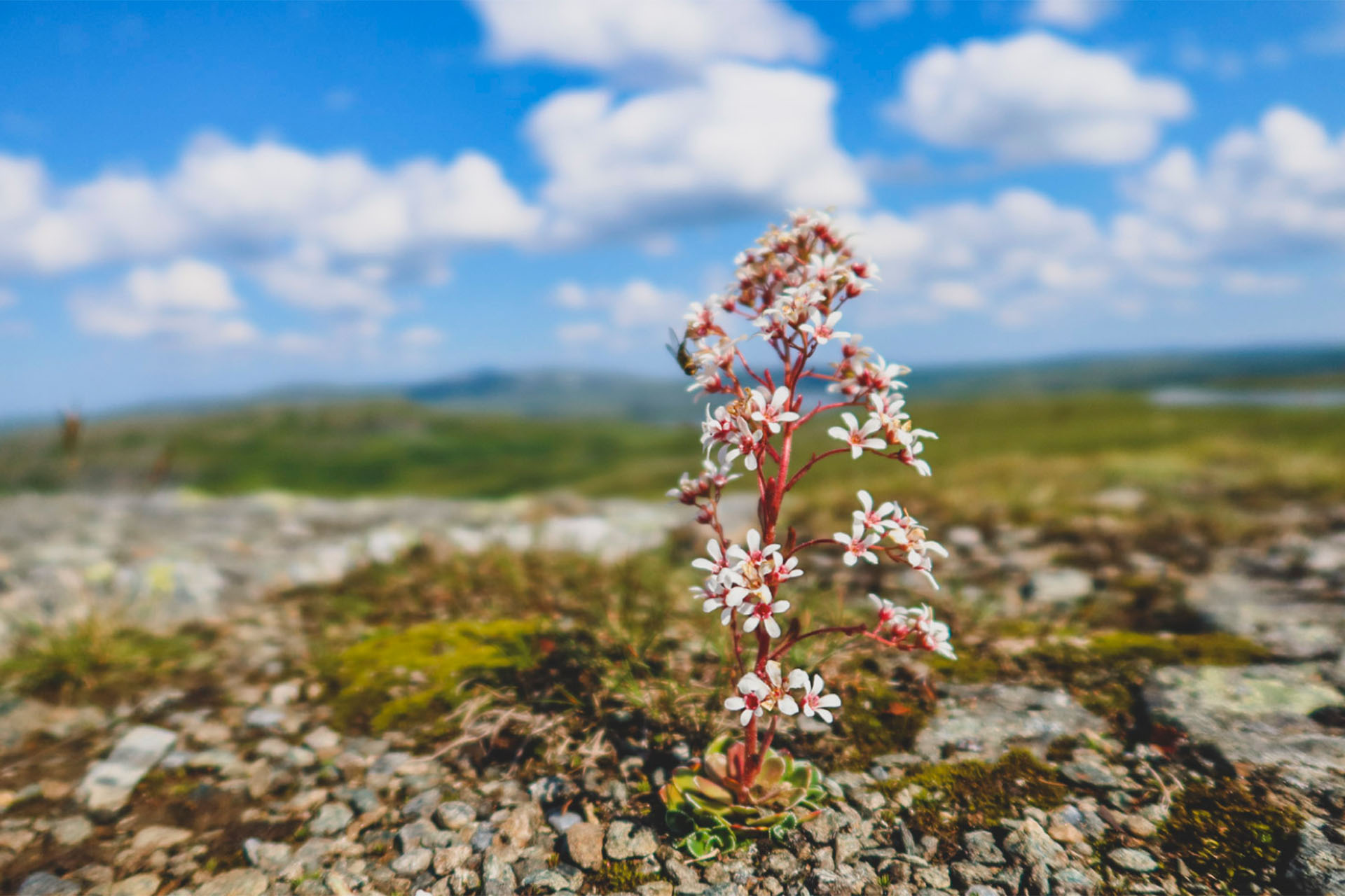 storlien_fjallbruden